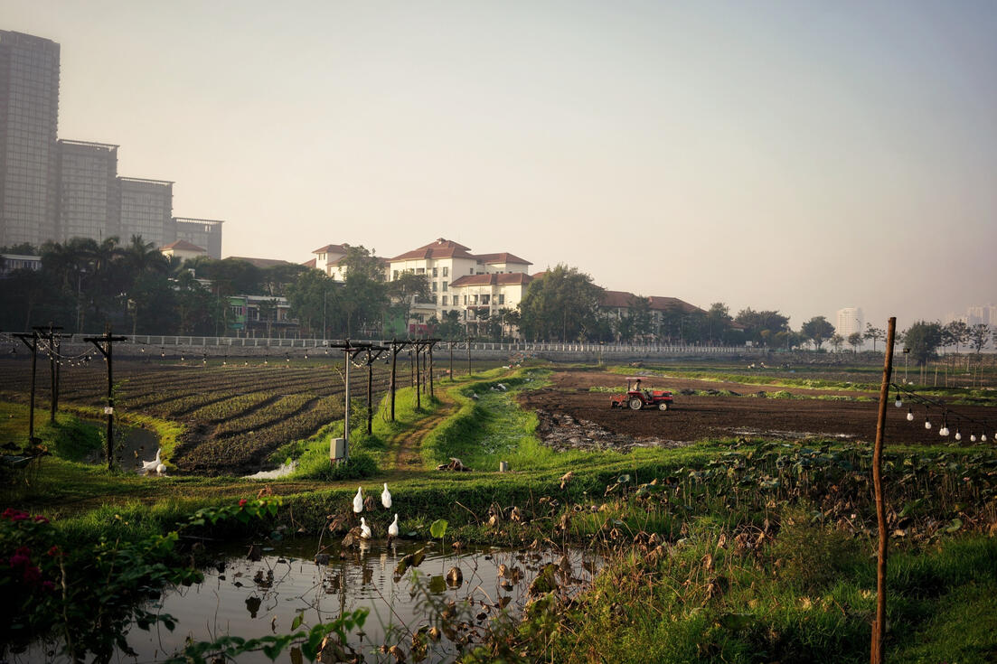 Farmer ploughing a Hanoi market garden at dawn Farmer ploughing a Hanoi market garden at dawn